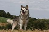ALASKAN MALAMUTE 700